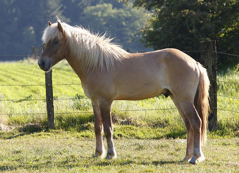 Valur von Heidmoor d.jpg